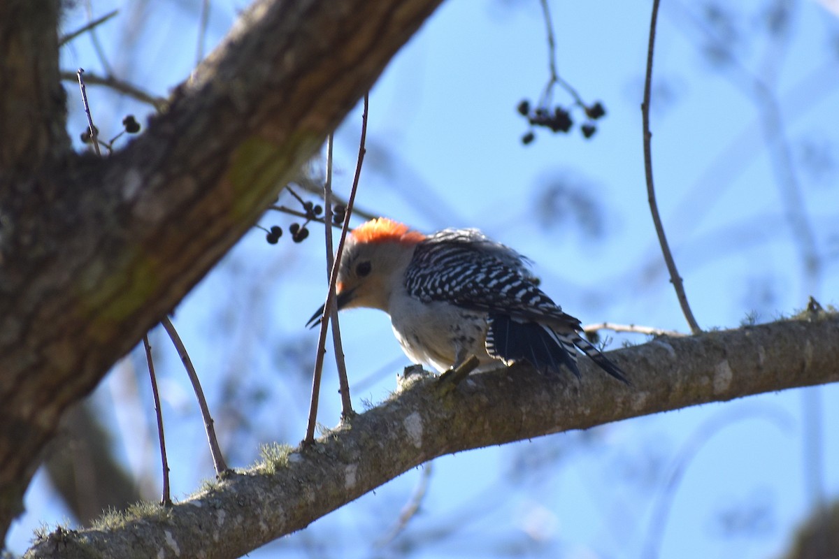 Гіла каролінська - ML650676433