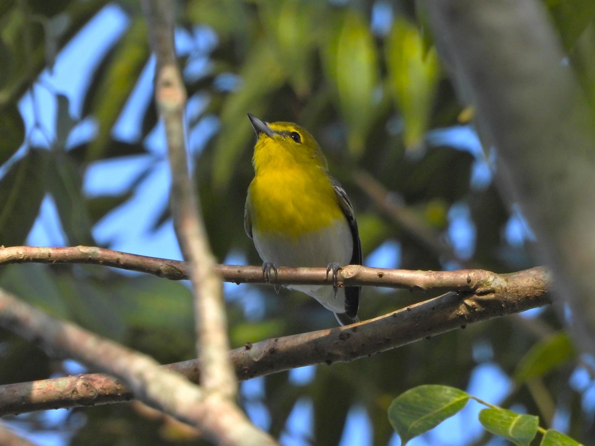 Yellow-throated Vireo - ML650676563