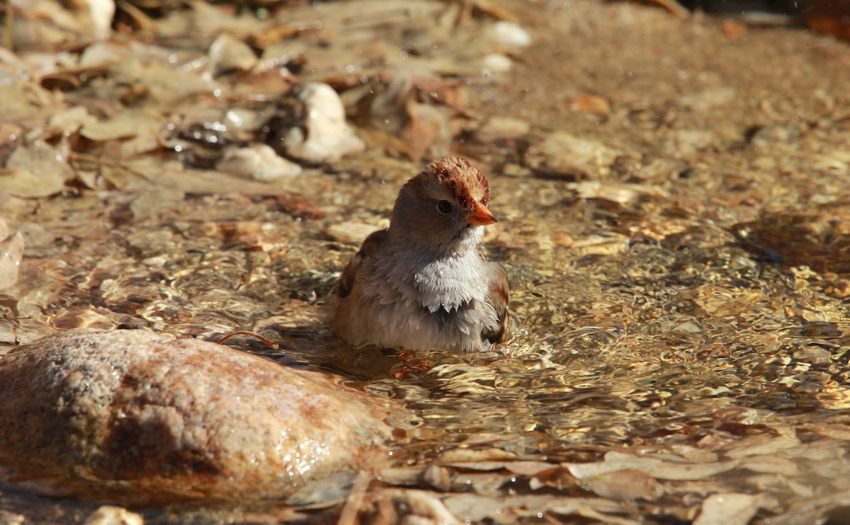 White-crowned Sparrow (Gambel's) - ML650676700