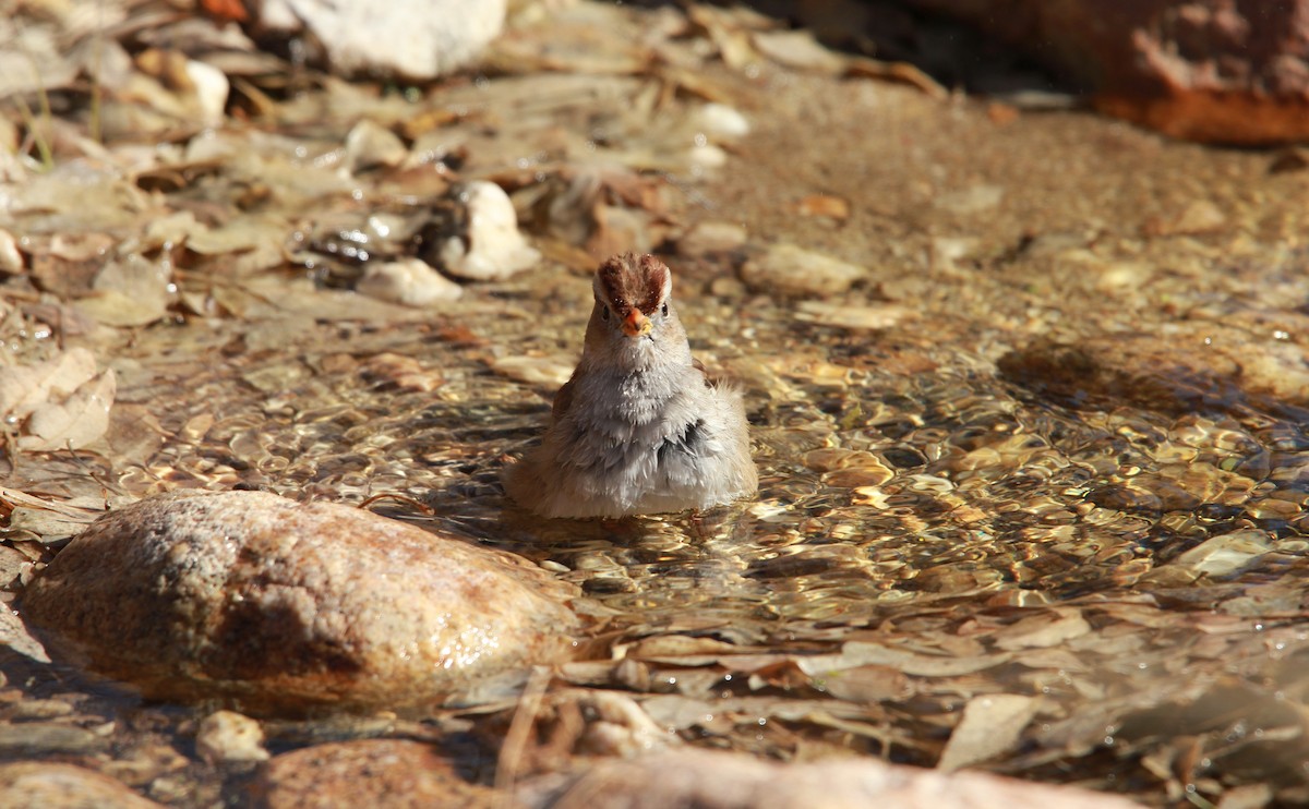 White-crowned Sparrow (Gambel's) - ML650676701