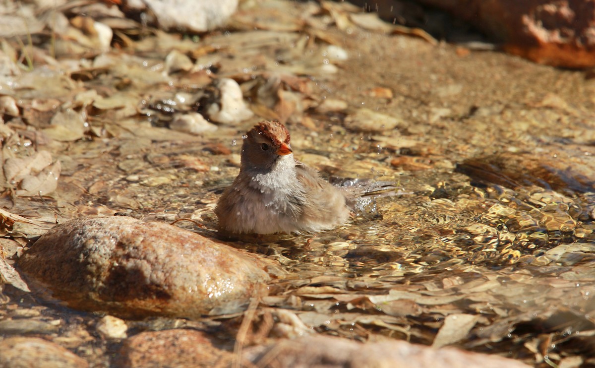 White-crowned Sparrow (Gambel's) - ML650676702