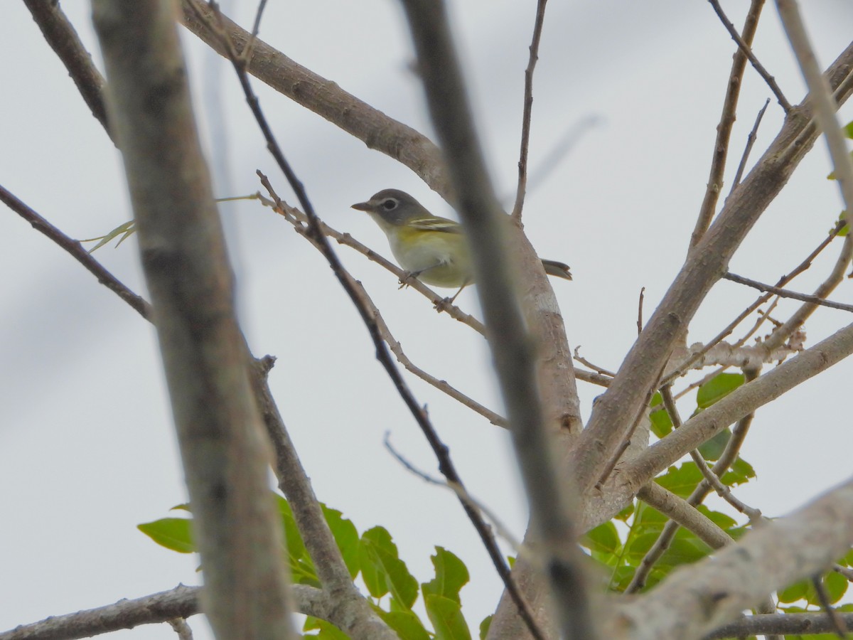 Blue-headed Vireo - ML650676804