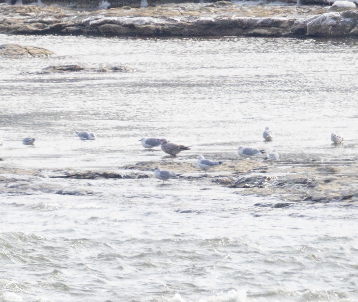 Larinae sp. - ML650676883