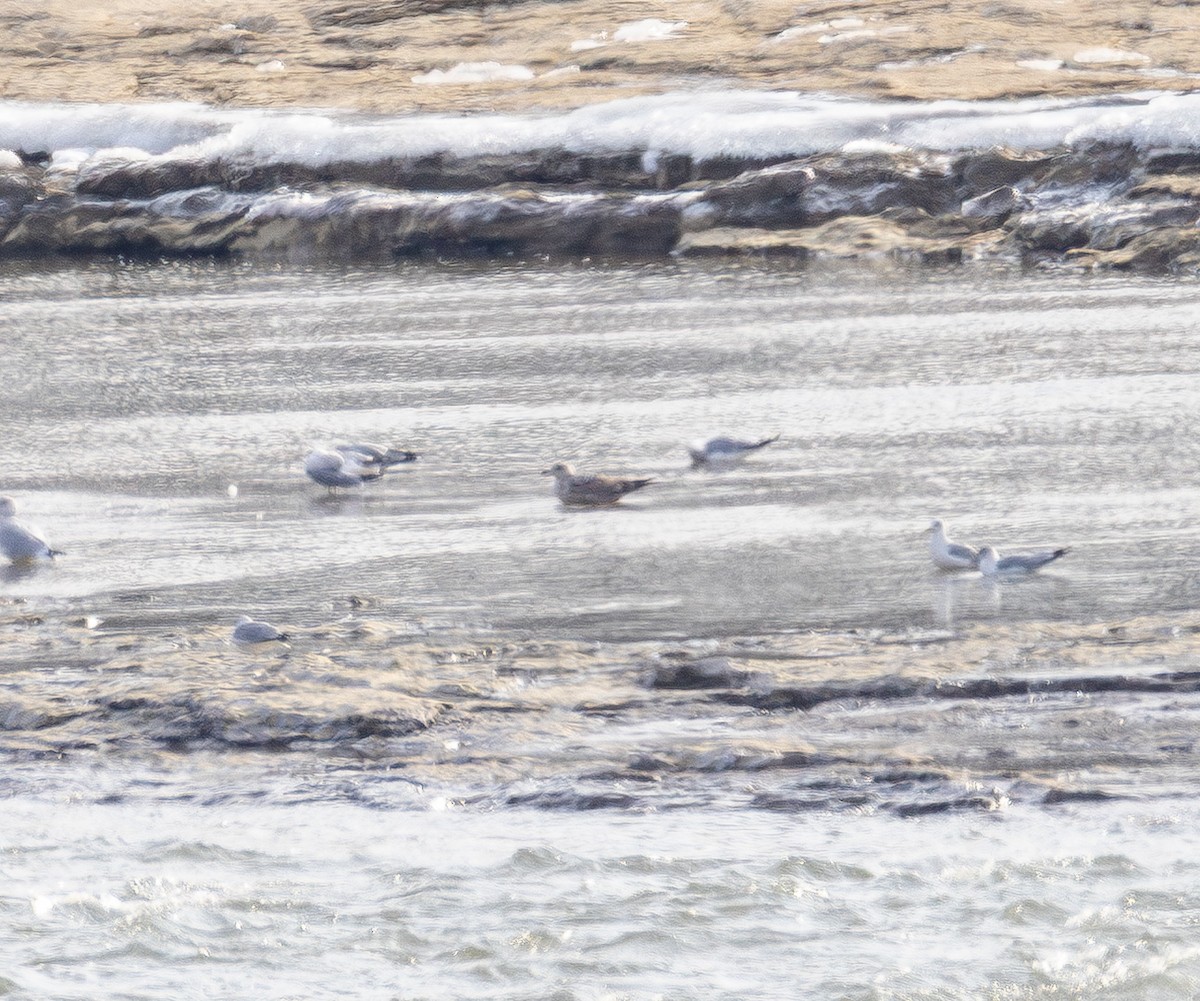 Larinae sp. - ML650676884