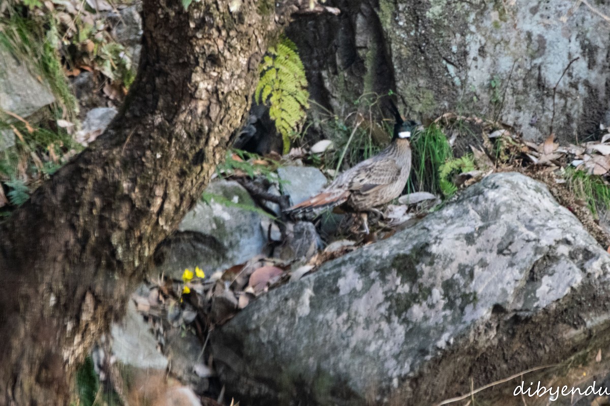 Koklass Pheasant - ML650676900