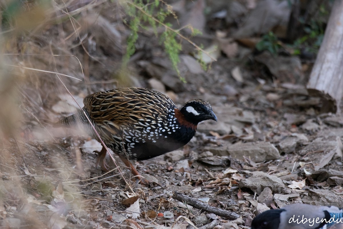 Black Francolin - ML650676916