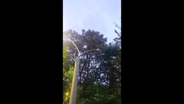 Common Potoo - ML650676922