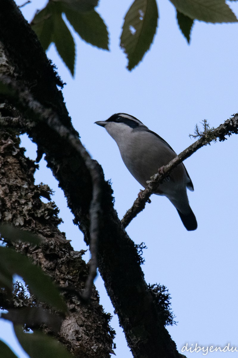 White-browed Shrike-Babbler - ML650676925