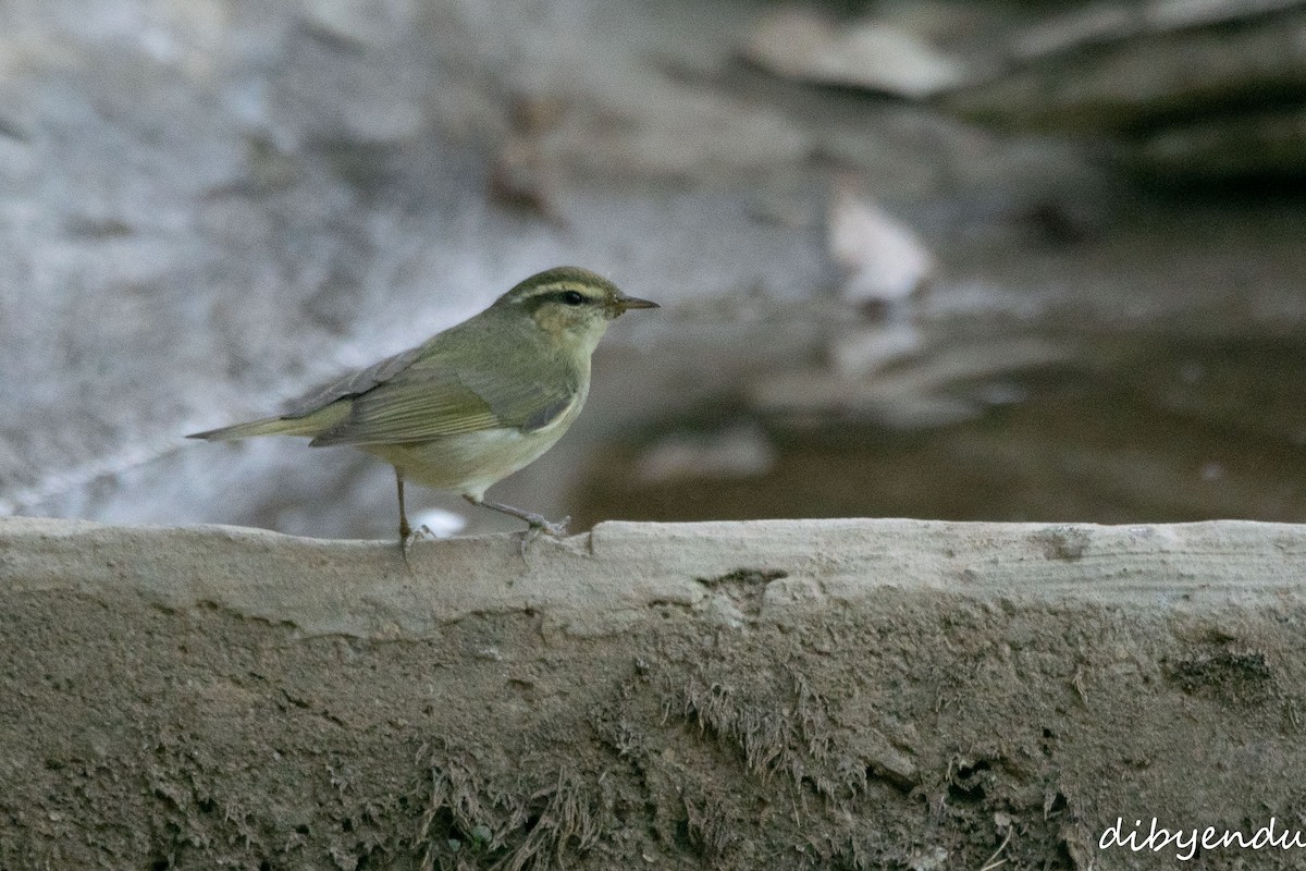 Tytler's Leaf Warbler - ML650676935