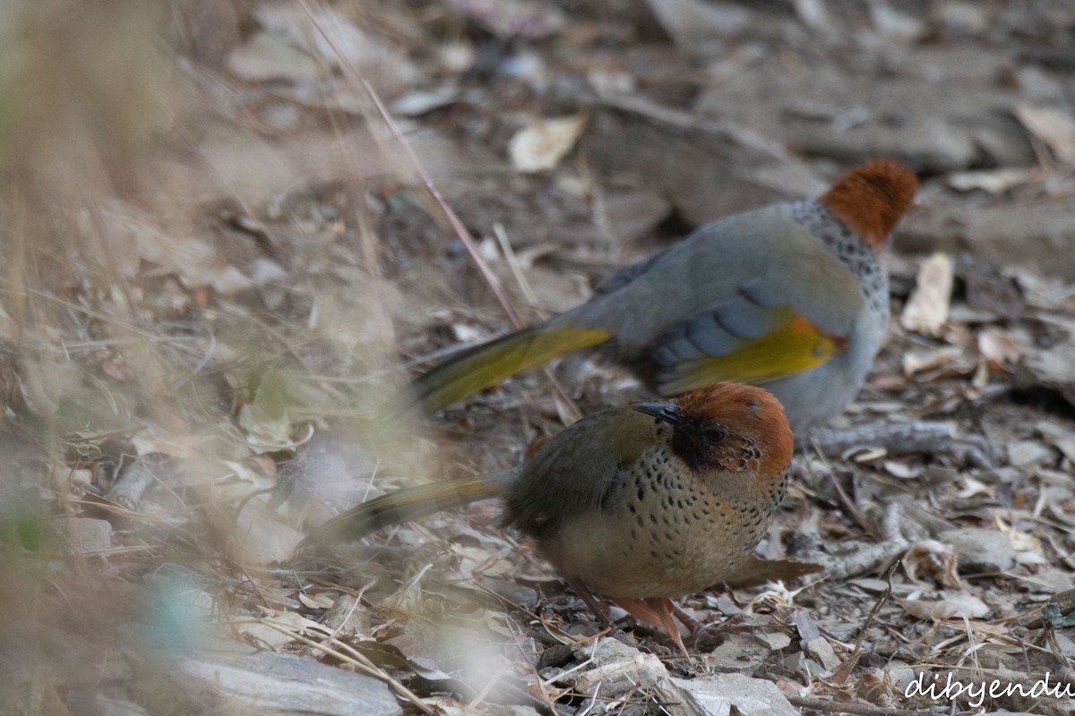 Chestnut-crowned Laughingthrush - ML650676940