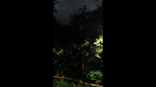 Common Potoo - ML650676964