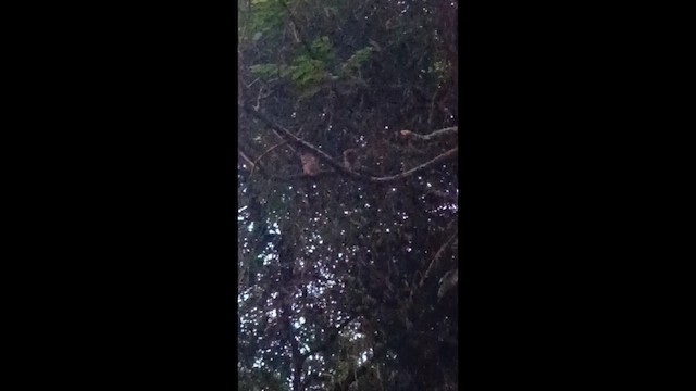 Tropical Screech-Owl - ML650676993