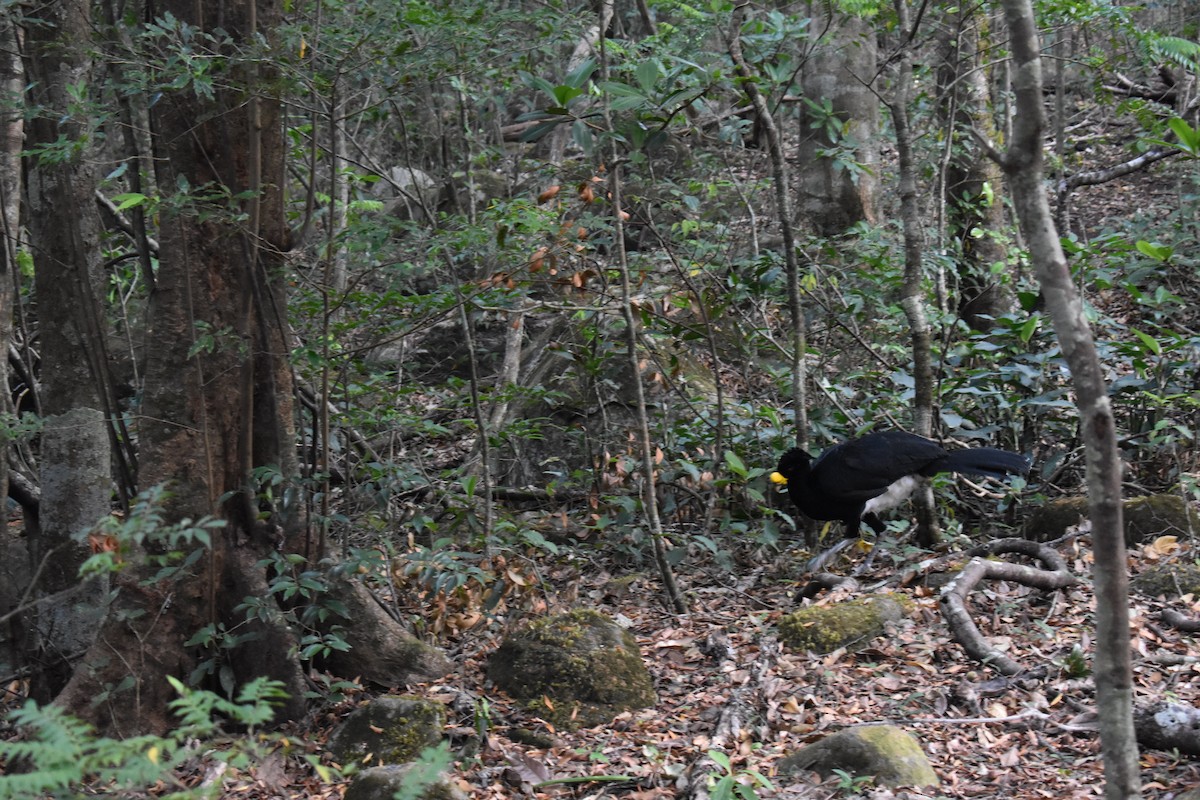 Grand Hocco - ML650677054