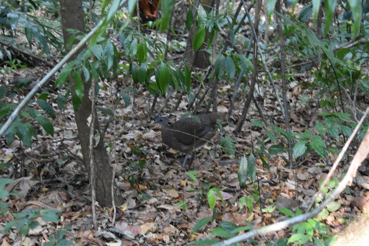 Grand Tinamou - ML650677056