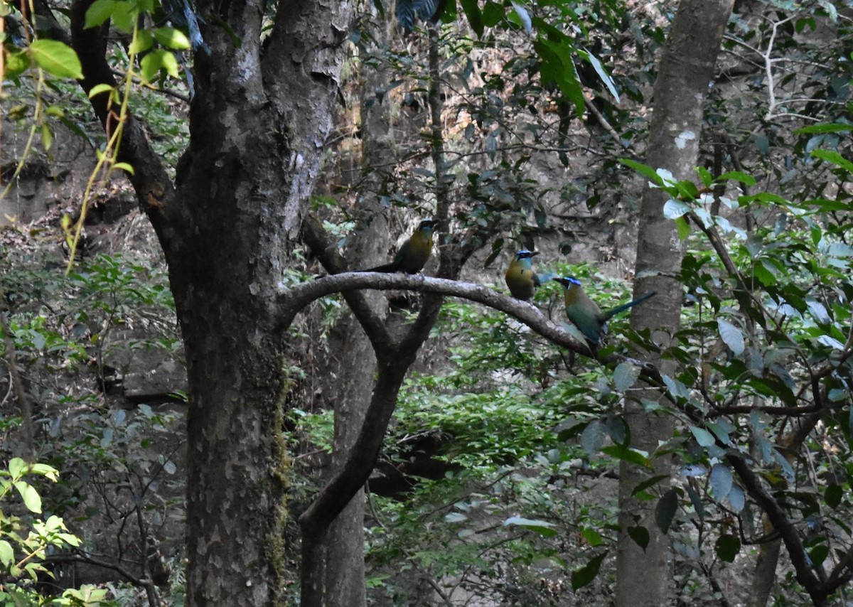 Motmot de Lesson - ML650677061