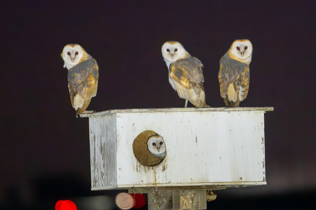 Amerikaschleiereule - ML650677088