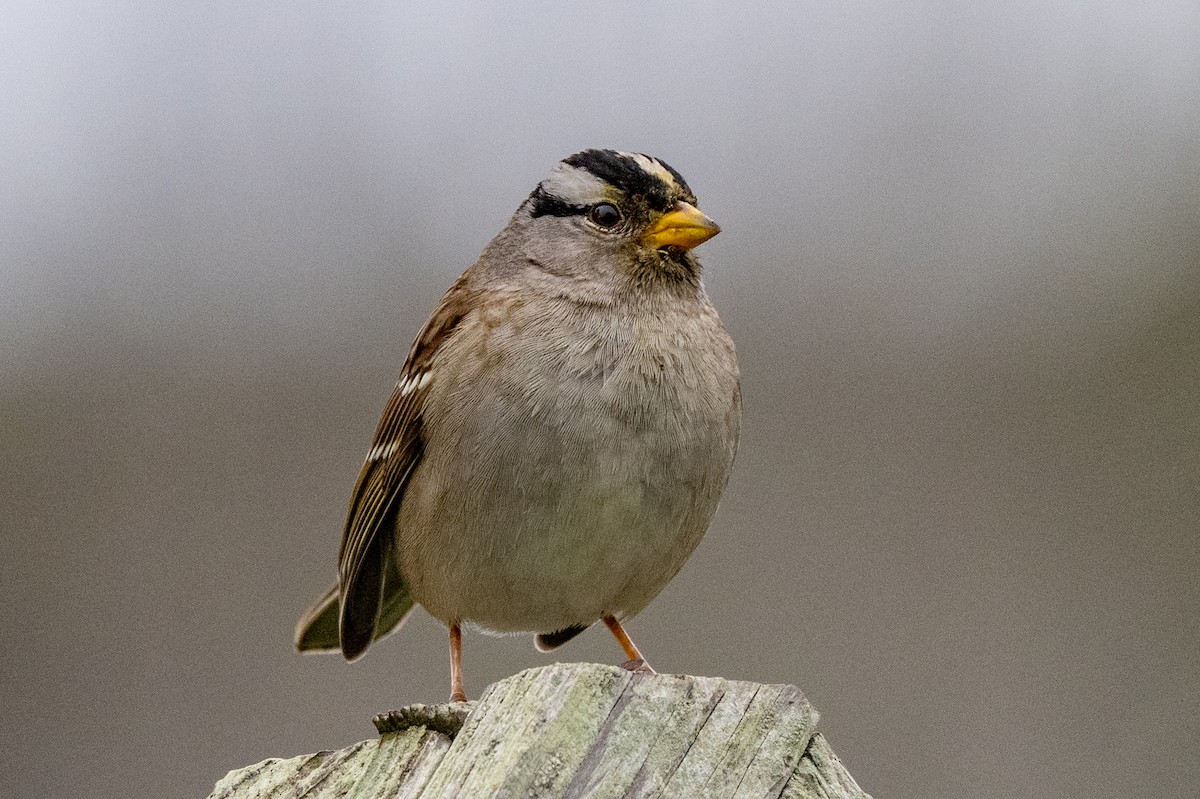 White-crowned Sparrow - ML650677100