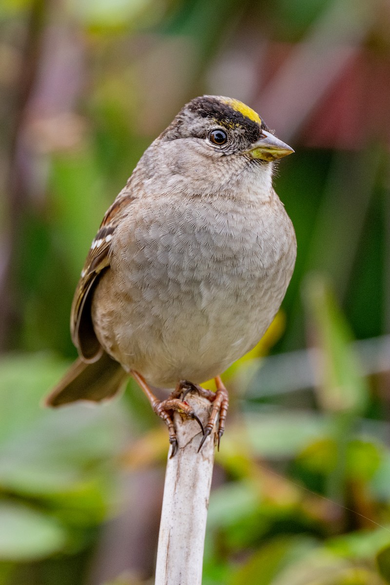 White-crowned Sparrow - ML650677101