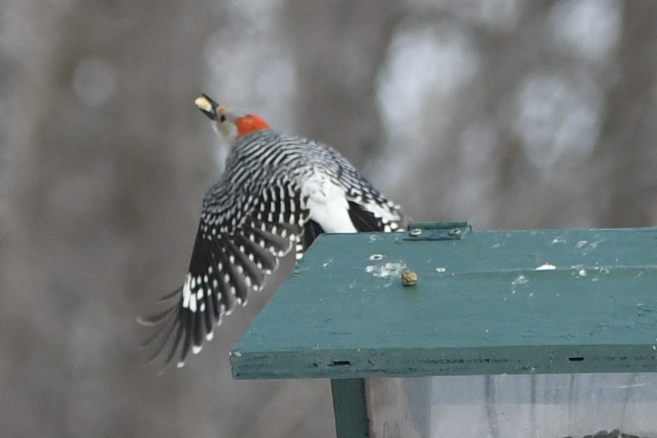 Гіла каролінська - ML650677102