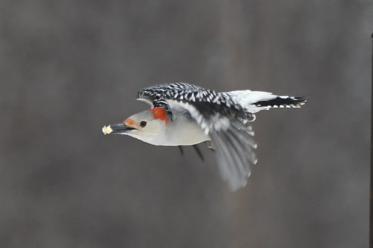 Гіла каролінська - ML650677103