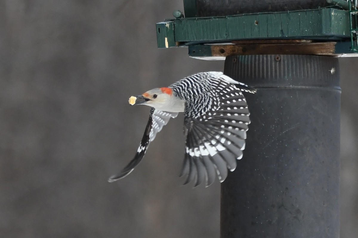 Гіла каролінська - ML650677104