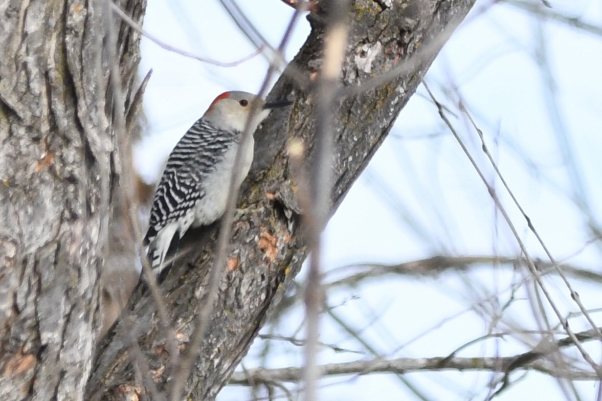 Гіла каролінська - ML650677105