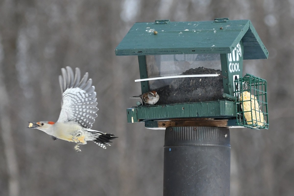 Гіла каролінська - ML650677106