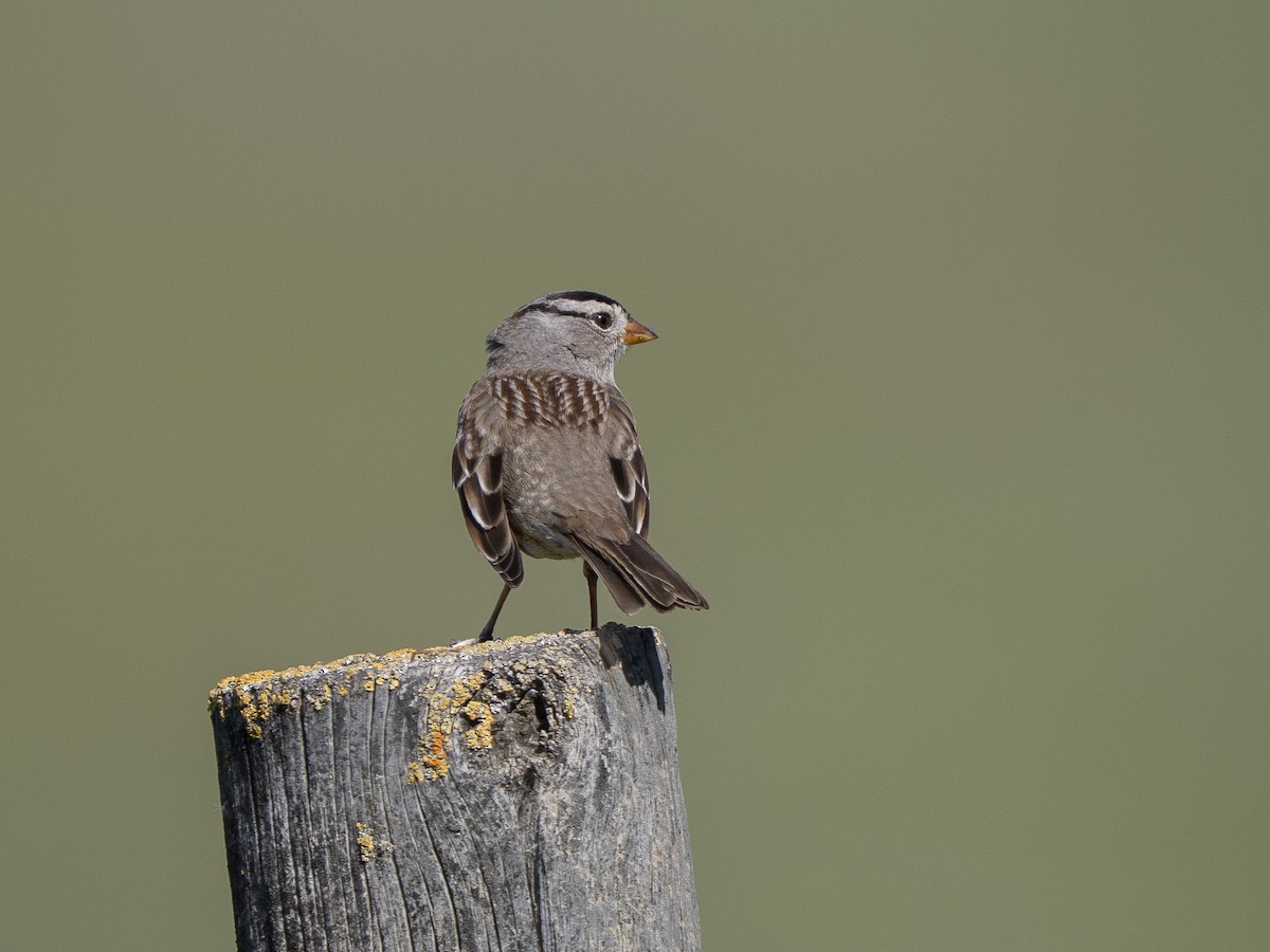 White-crowned Sparrow - ML650677180