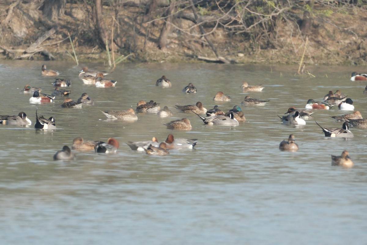 Green-winged Teal - ML650677255