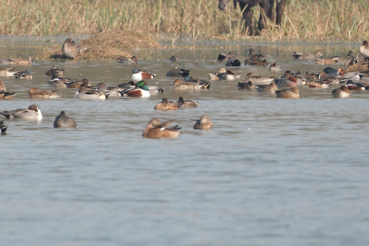 Northern Pintail - ML650677297