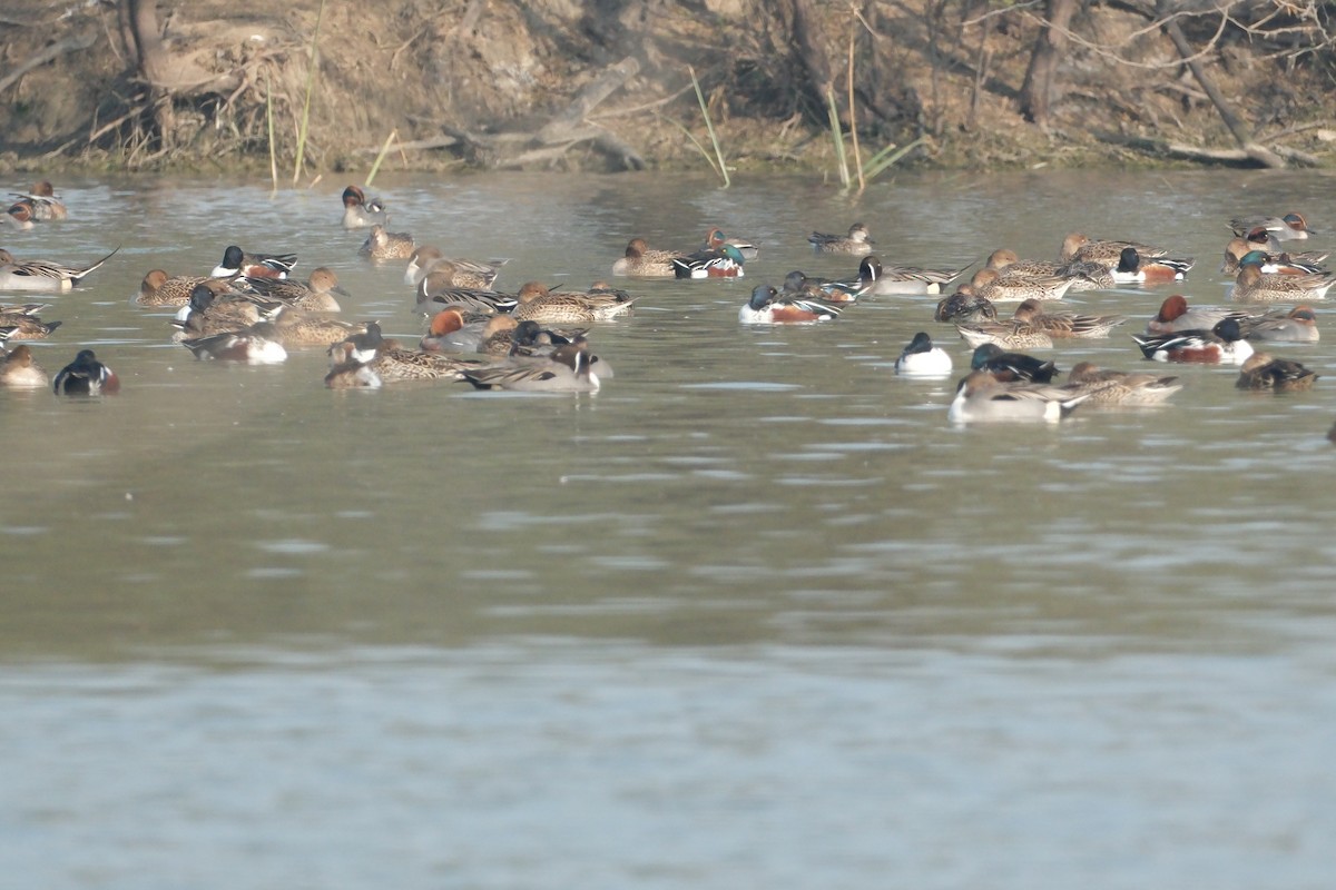 Eurasian Wigeon - ML650677335