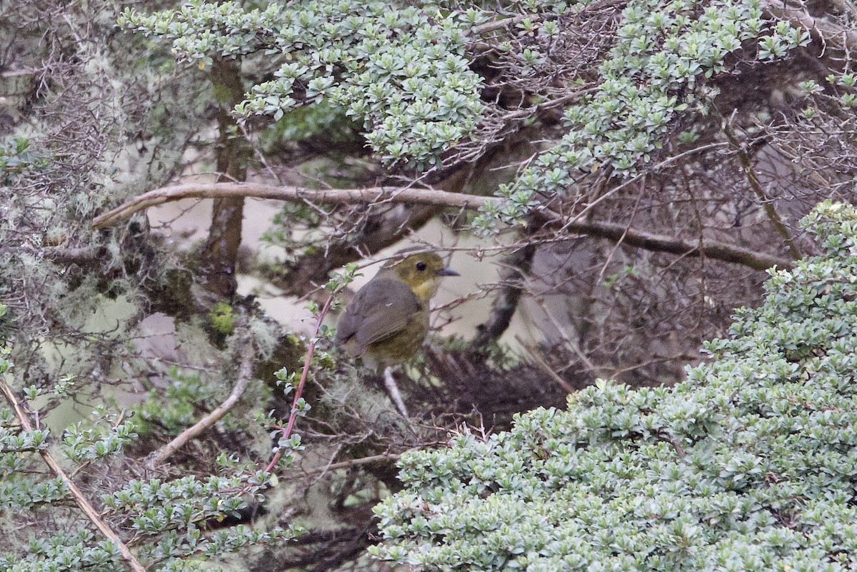 Boyaca Antpitta - ML650677338