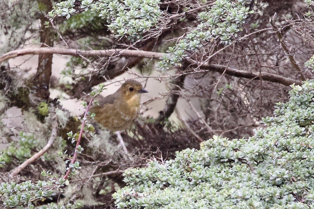 Boyaca Antpitta - ML650677340