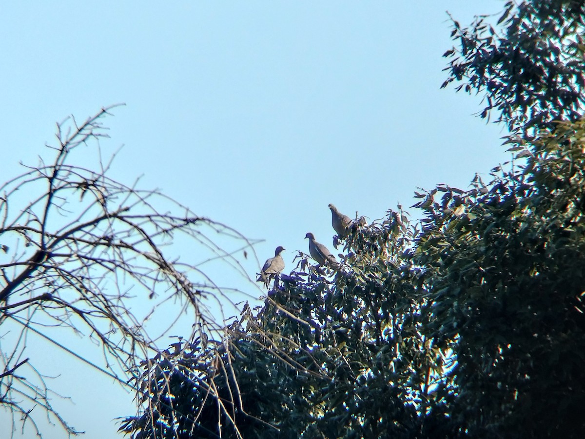 Common Wood-Pigeon - ML650677343