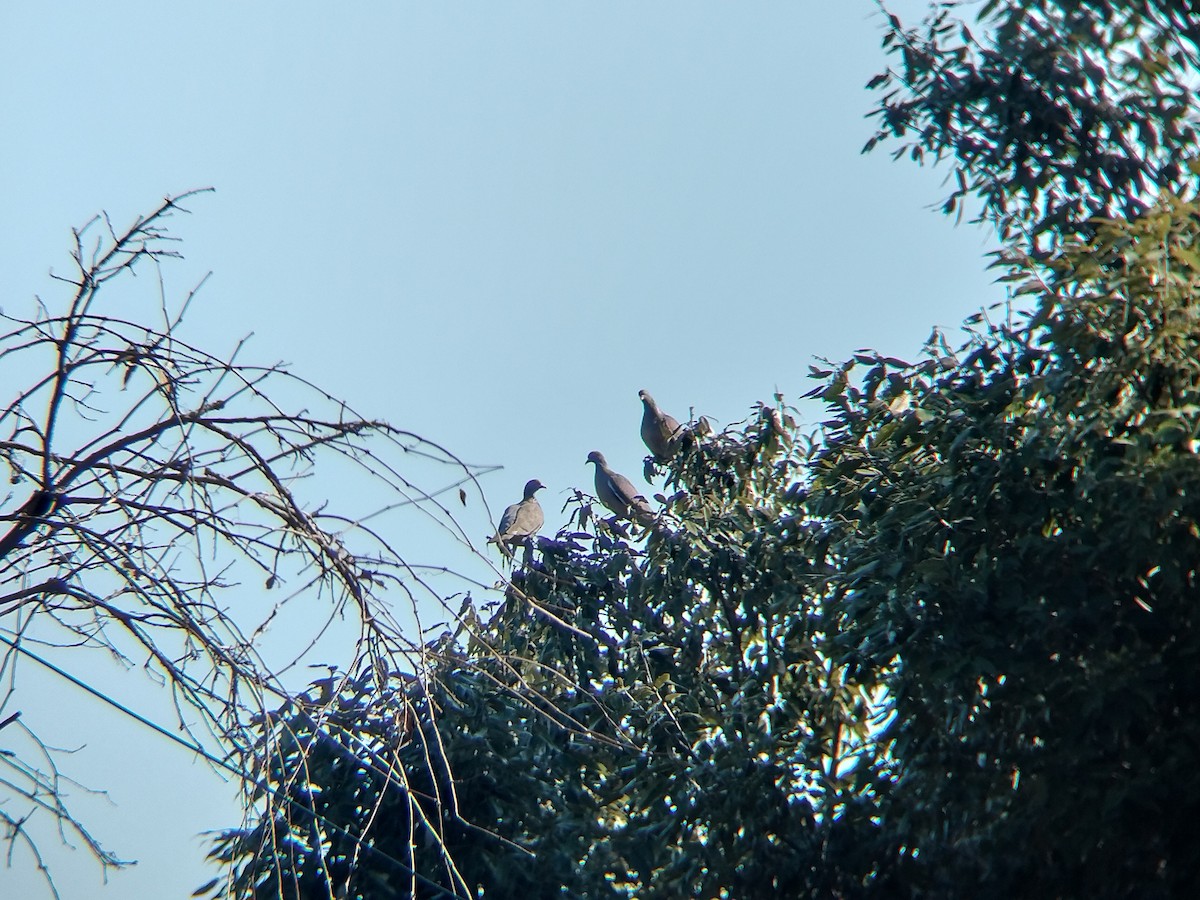 Common Wood-Pigeon - ML650677344