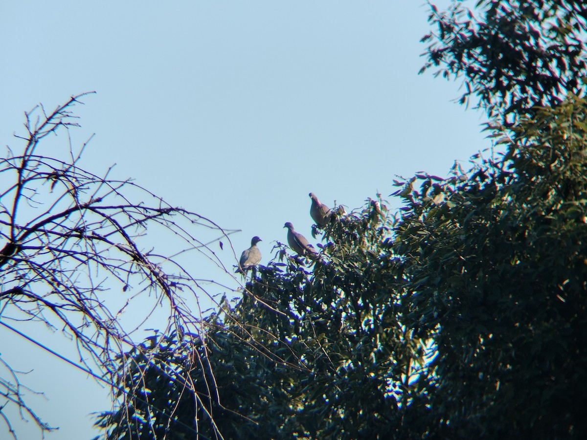 Common Wood-Pigeon - ML650677345