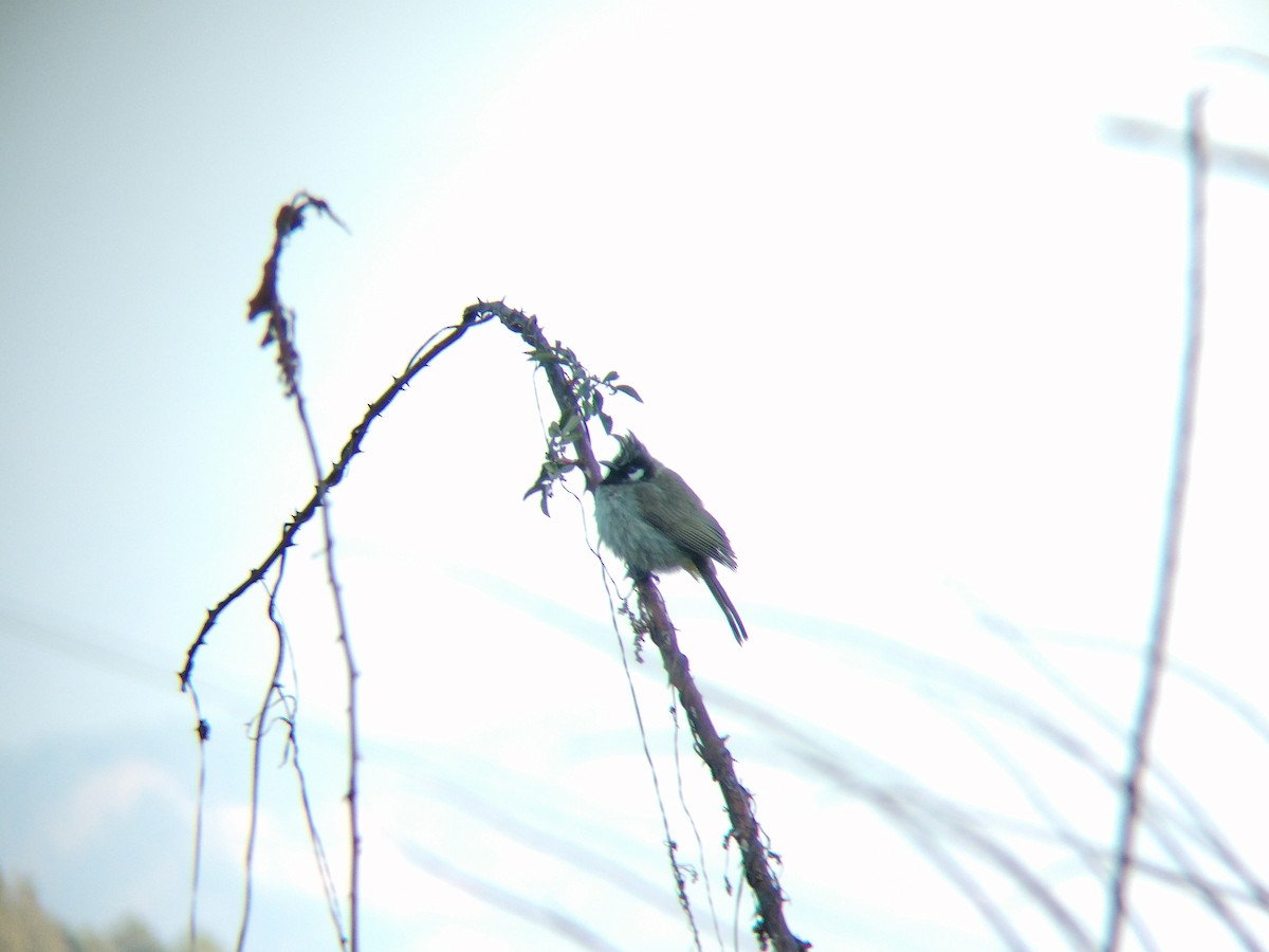 Himalayan Bulbul - ML650677356