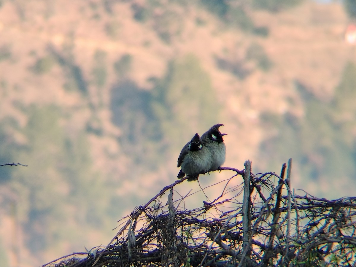 Himalayan Bulbul - ML650677357