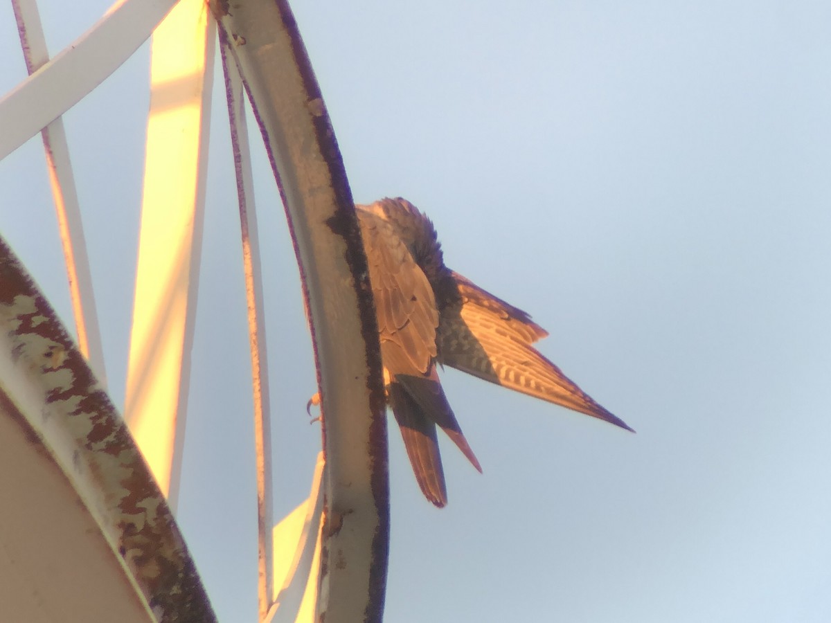 Belatz handia - ML650677358