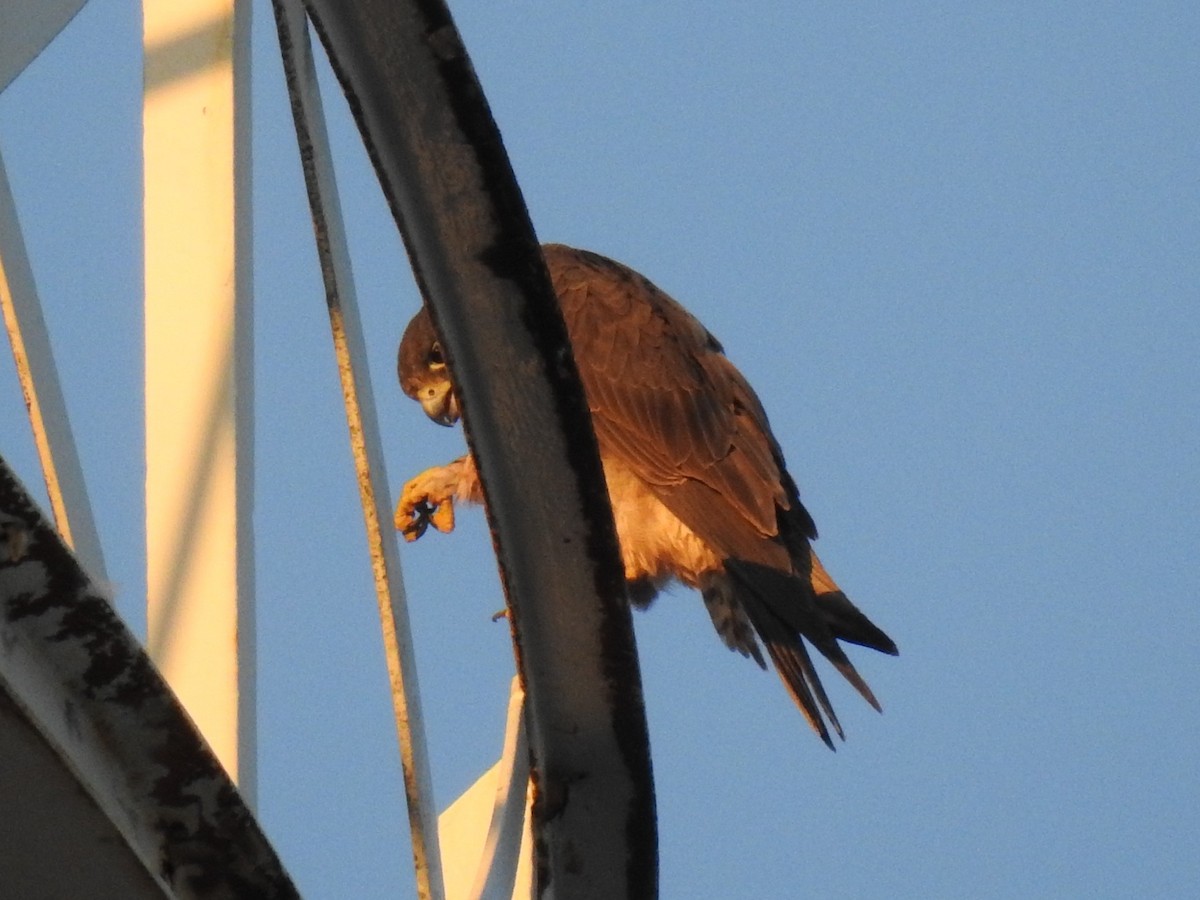 Belatz handia - ML650677359