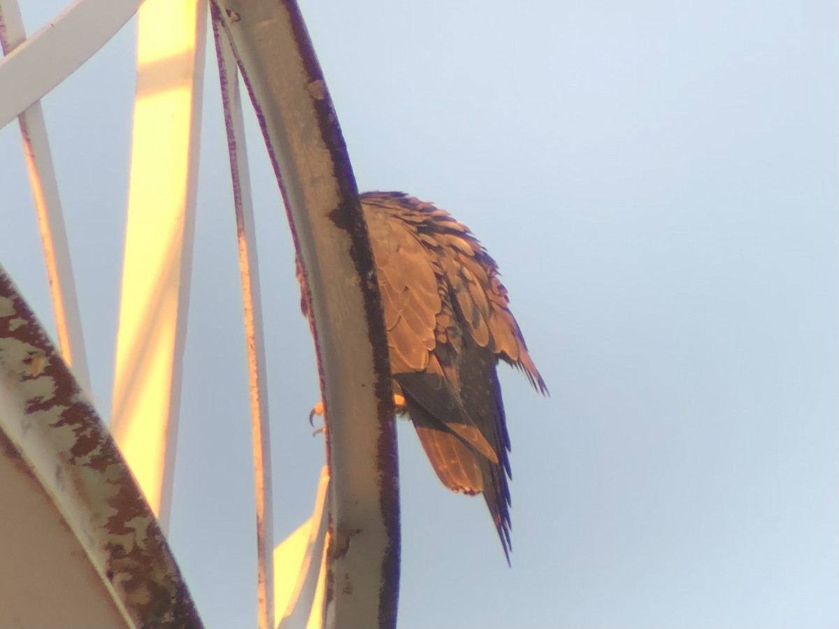 Belatz handia - ML650677360