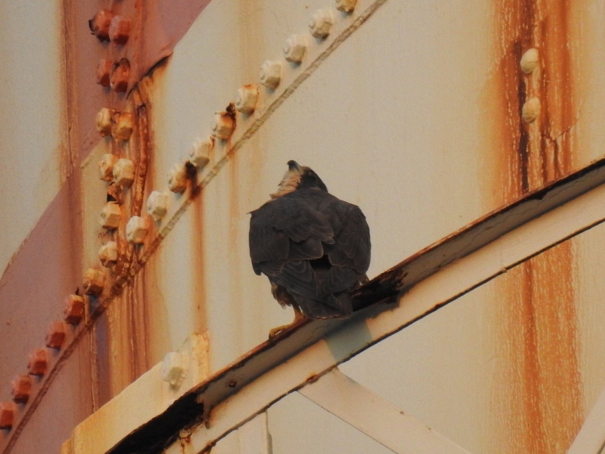 Belatz handia - ML650677361