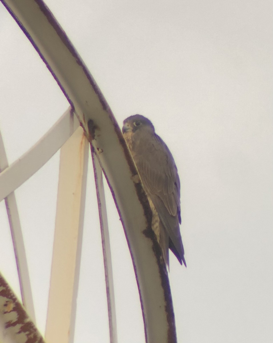 Belatz handia - ML650677362