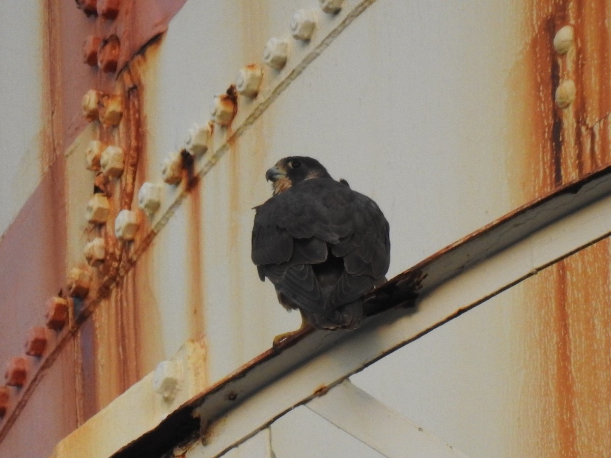 Belatz handia - ML650677363