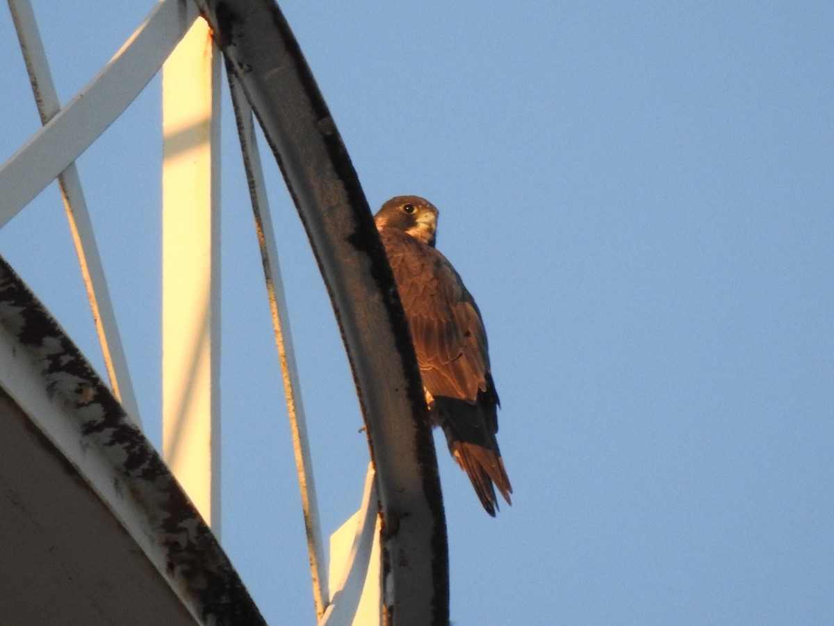 Belatz handia - ML650677364