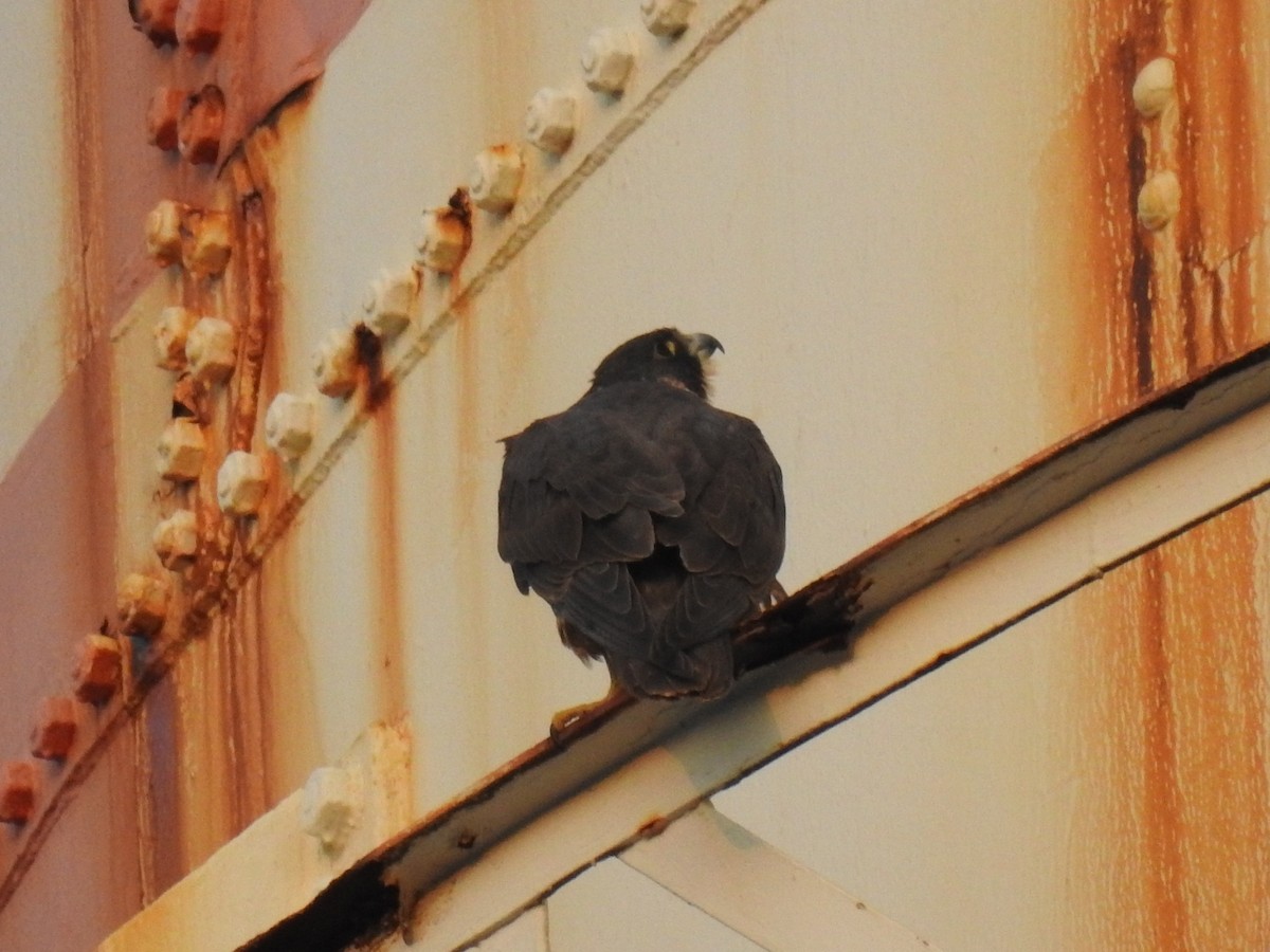 Belatz handia - ML650677365