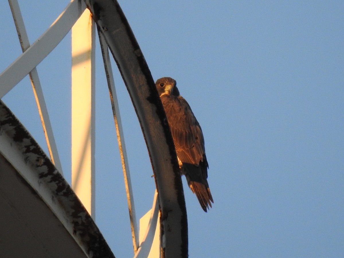 Belatz handia - ML650677366