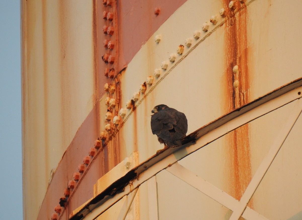 Belatz handia - ML650677367