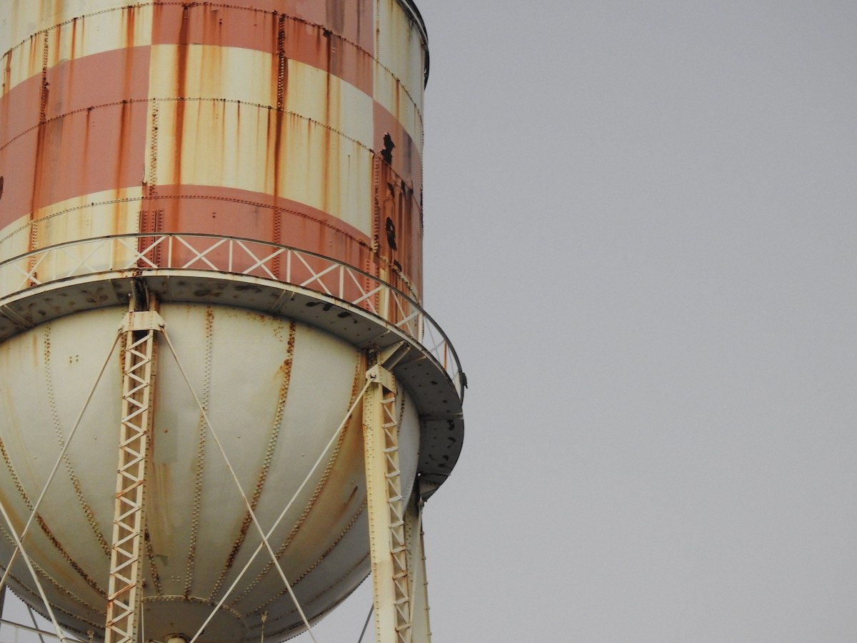 Belatz handia - ML650677368