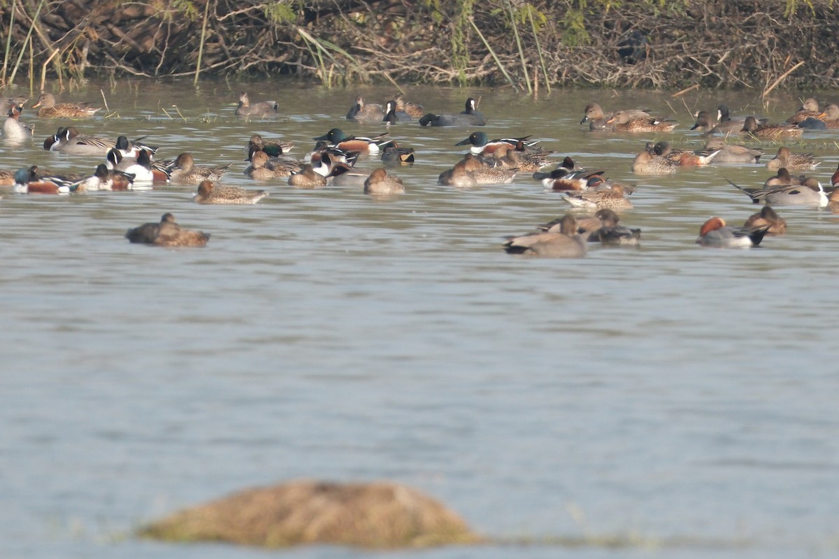 Northern Shoveler - ML650677369